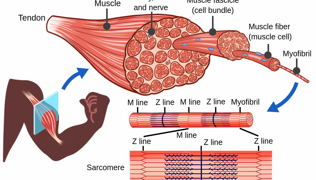 MUT_Muscle_TheoryPage.en.x1024