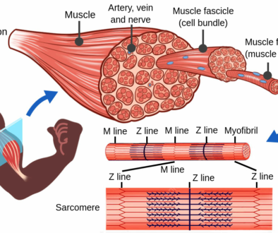 MUT_Muscle_TheoryPage.en.x1024