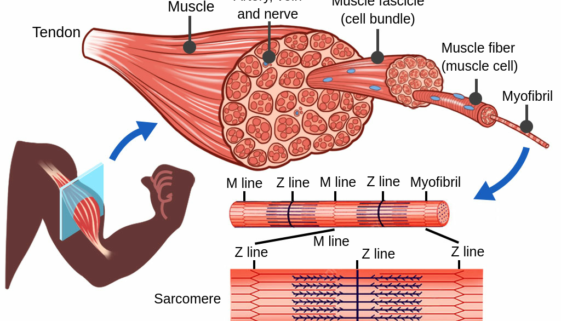 MUT_Muscle_TheoryPage.en.x1024