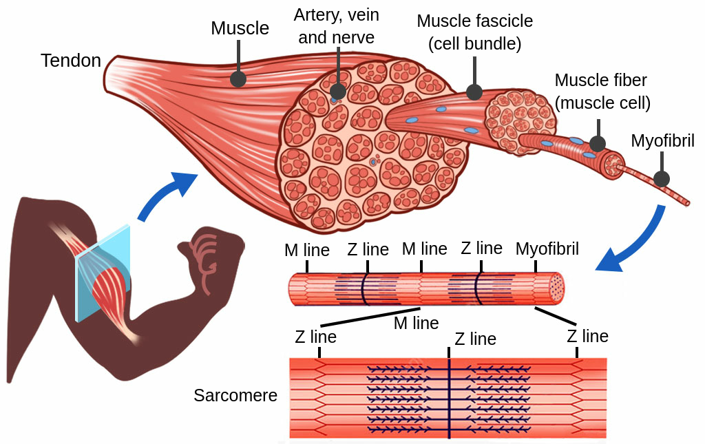 MUT_Muscle_TheoryPage.en.x1024