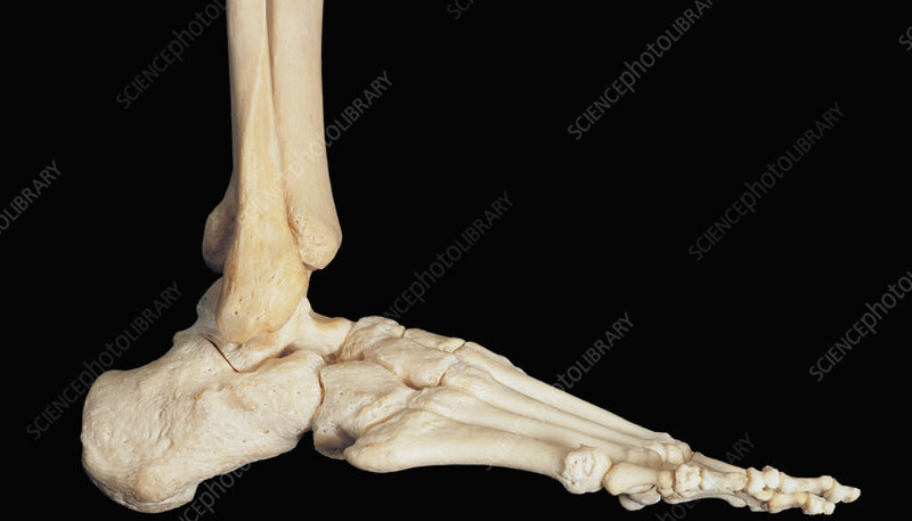 Bones of the human foot and ankle