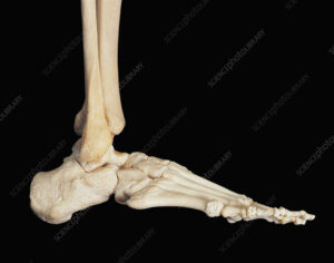 Bones of the human foot and ankle